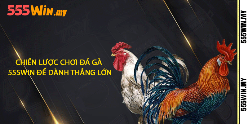 Đá Gà 555win - Những Cuộc Chiến Kinh Điển Gây Cấn 2 Chiến lược chơi đá gà 555win để dành thắng lớn